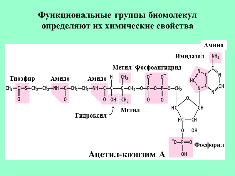 Функциональные группы биомолекул определяют их химические свойства Тиоэфир Амидо Амидо Амино Метил Метил Гидроксил